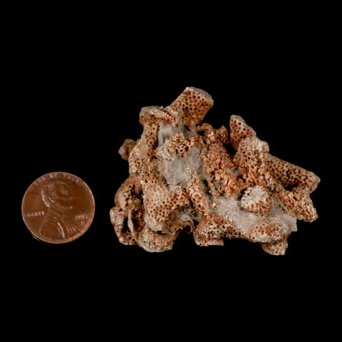 2.4" Thamnopora SP Coral Fossil Coral Reef Devonian Age Verde Valley, Arizona