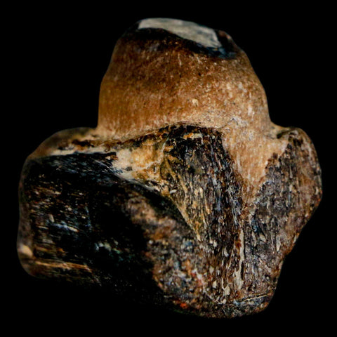 1.5" Mosasaur Fossil Jaw Section Cretaceous Dinosaur Era Texas Ozan FM COA - Fossil Age Minerals