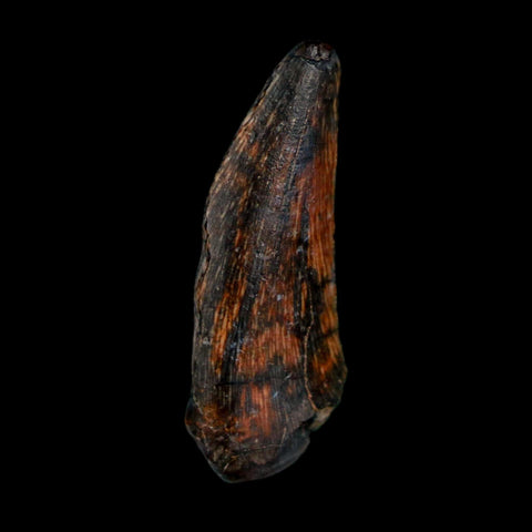 1.1" Kryptops Palaios Abelisaurid Serrated Tooth Fossil Cretaceous Age Dinosaur Niger