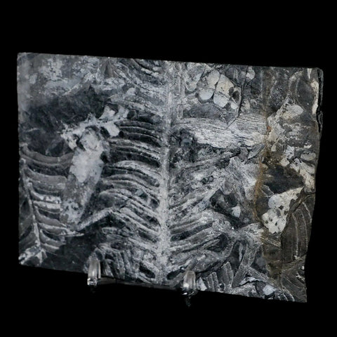 4.8" Alethopteris Fern Plant Leaf Fossil Carboniferous Age Llewellyn FM ST Clair, PA - Fossil Age Minerals
