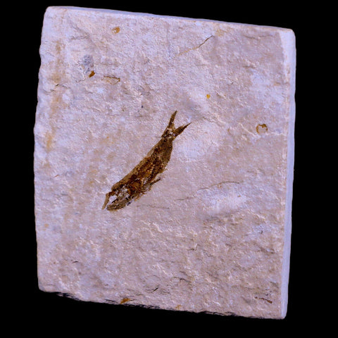 0.9" Hemisaurida Fossil Fish Plate Cretaceous Dinosaur Age Hakel Lebanon - Fossil Age Minerals