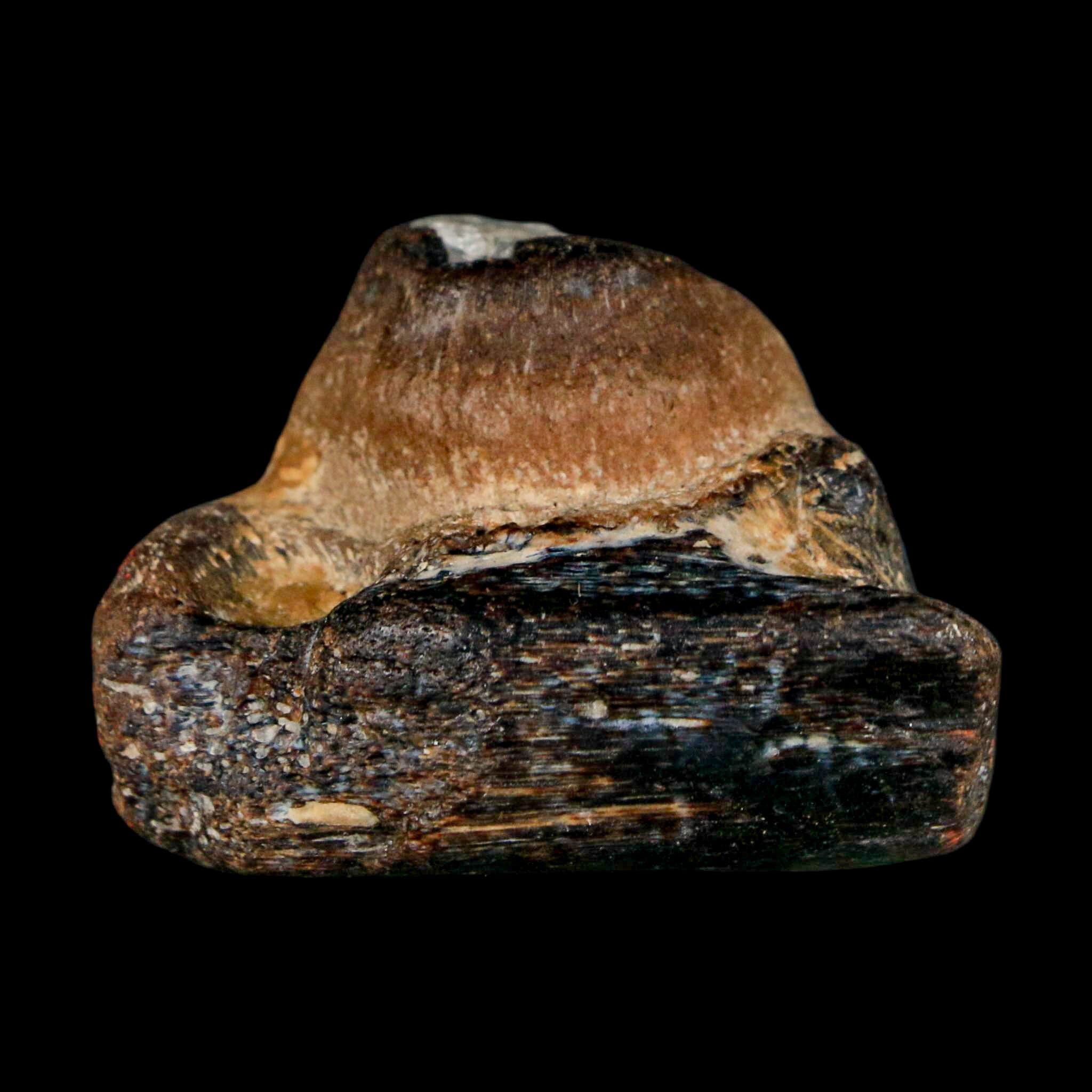 1.5" Mosasaur Fossil Jaw Section Cretaceous Dinosaur Era Texas Ozan FM COA - Fossil Age Minerals