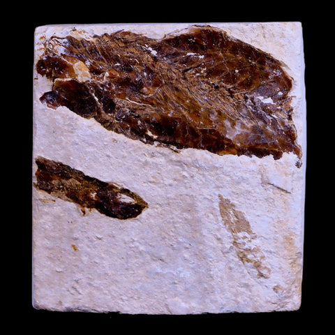 0.9" Hemisaurida Fossil Fish Plate Cretaceous Dinosaur Age Hakel Lebanon - Fossil Age Minerals