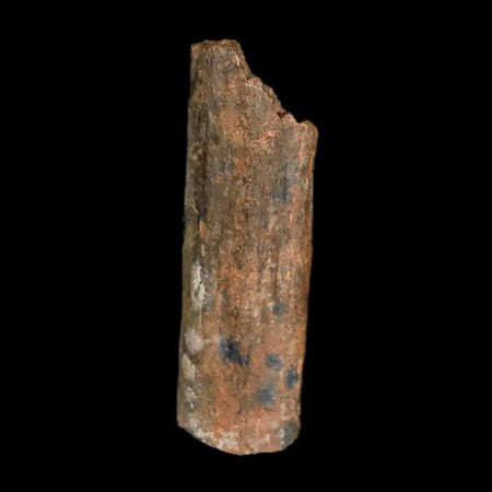 0.9" Hadrosaur Dinosaur Tendon Fossil Lance Creek FM Cretaceous WY COA Display