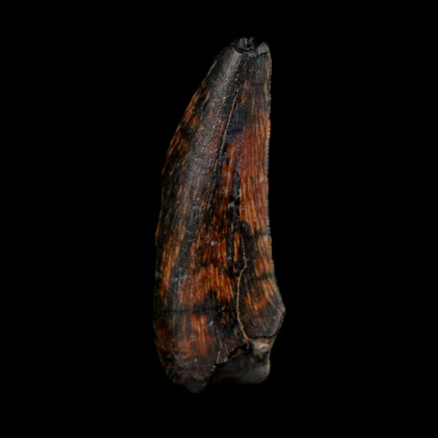 1.1" Kryptops Palaios Abelisaurid Serrated Tooth Fossil Cretaceous Age Dinosaur Niger