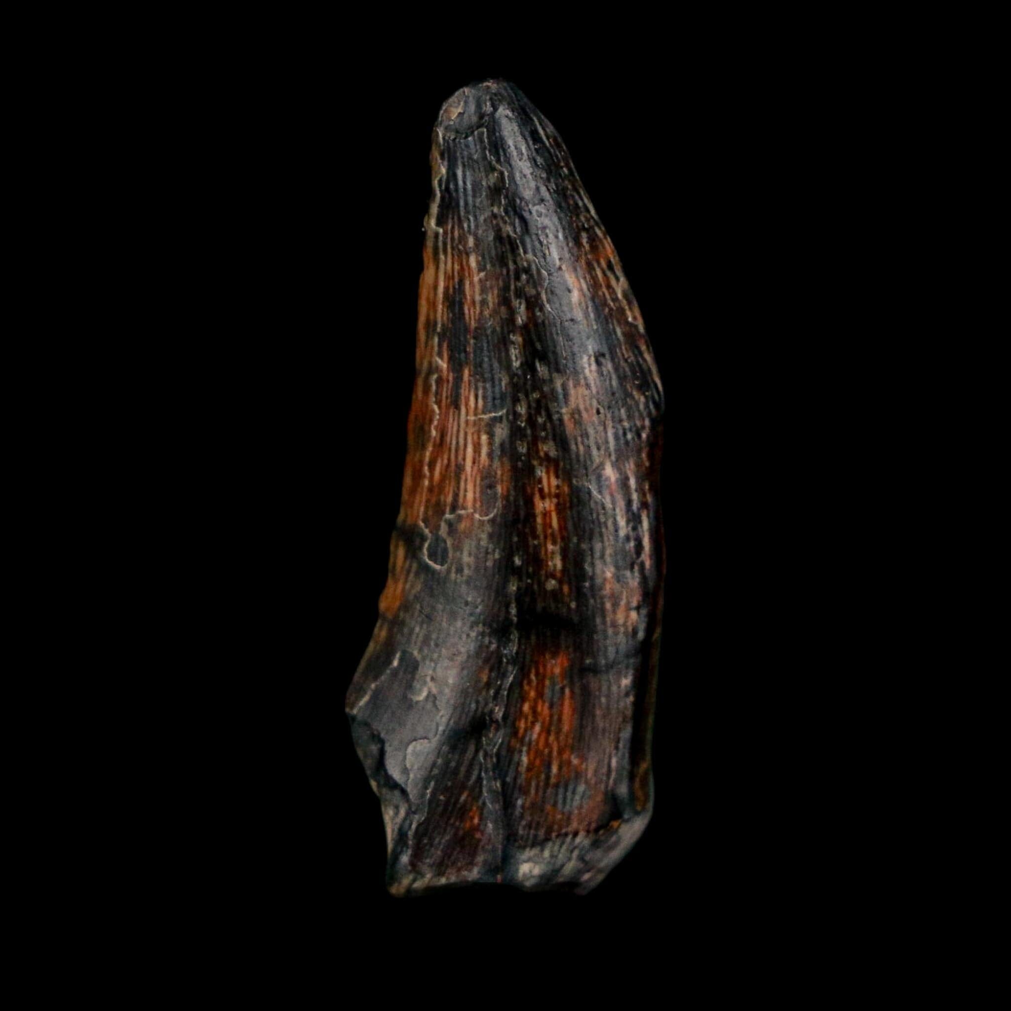1.1" Kryptops Palaios Abelisaurid Serrated Tooth Fossil Cretaceous Age Dinosaur Niger - Fossil Age Minerals