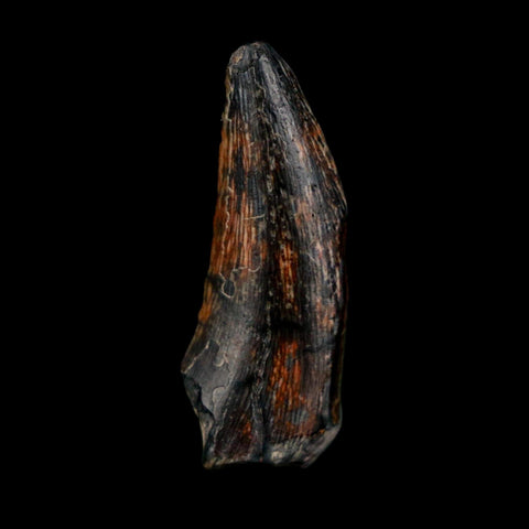 1.1" Kryptops Palaios Abelisaurid Serrated Tooth Fossil Cretaceous Age Dinosaur Niger