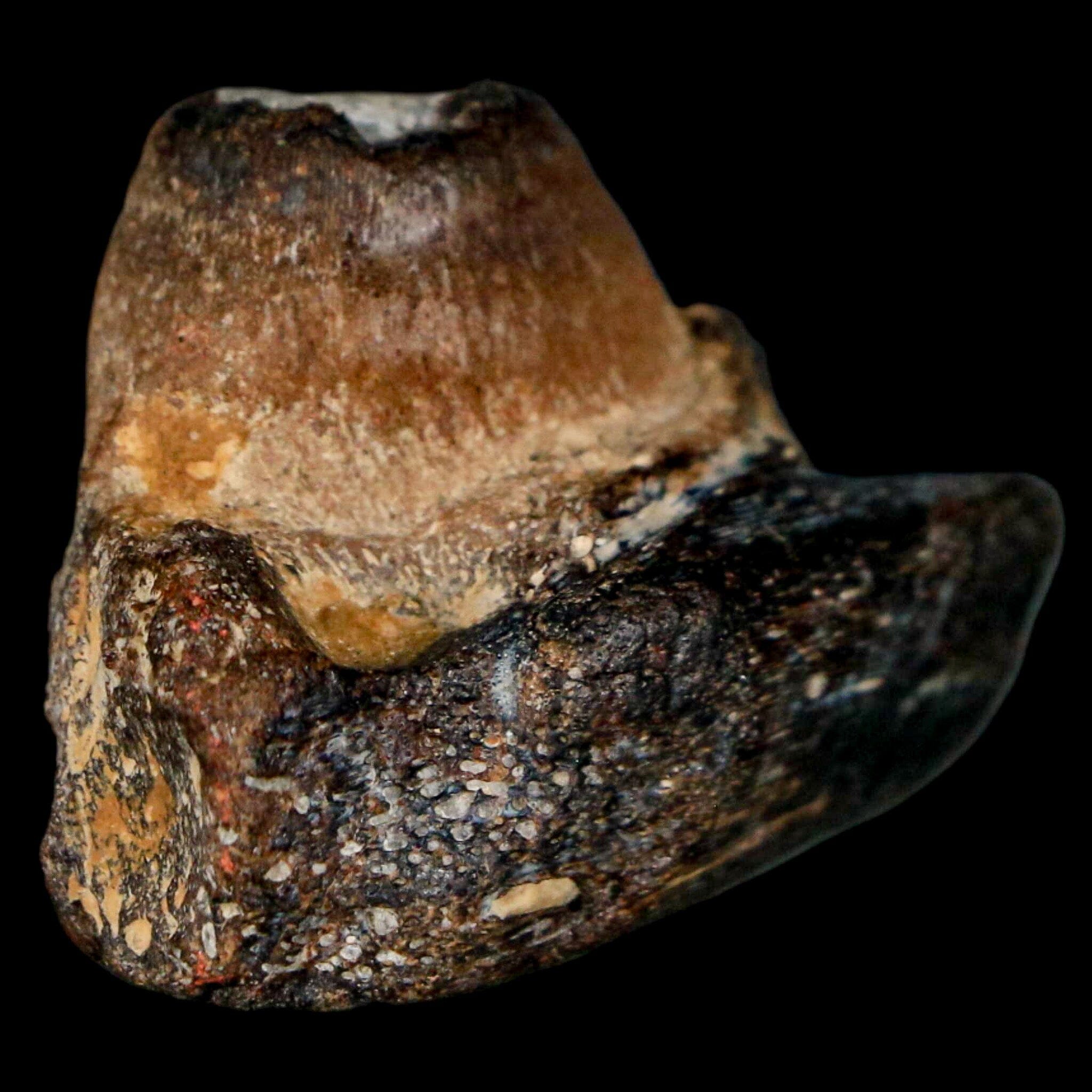 1.5" Mosasaur Fossil Jaw Section Cretaceous Dinosaur Era Texas Ozan FM COA - Fossil Age Minerals