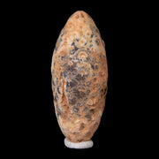 1.8" Fossil Pine Cone Equicalastrobus Replaced By Agate Eocene Age Seeds Fruit