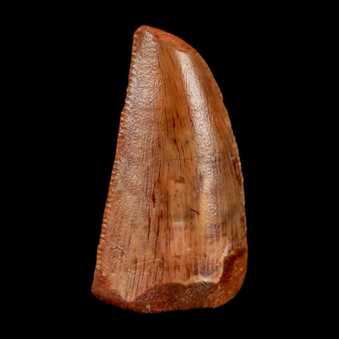 0.9" Abelisaur Serrated Tooth Fossil Cretaceous Age Dinosaur Morocco COA, Display - Fossil Age Minerals