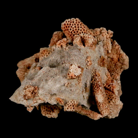 2.4" Thamnopora SP Coral Fossil Coral Reef Devonian Age Verde Valley, Arizona