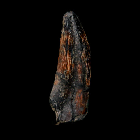 1.1" Kryptops Palaios Abelisaurid Serrated Tooth Fossil Cretaceous Age Dinosaur Niger