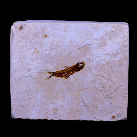 0.9" Hemisaurida Fossil Fish Plate Cretaceous Dinosaur Age Hakel Lebanon