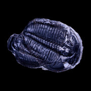 1.6" Elrathia Kingi Trilobite Fossil Utah Cambrian Age 521 Million Years Old COA