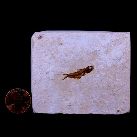 0.9" Hemisaurida Fossil Fish Plate Cretaceous Dinosaur Age Hakel Lebanon - Fossil Age Minerals