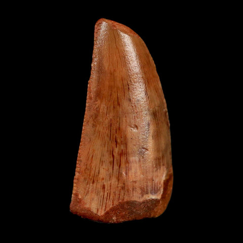 0.9" Abelisaur Serrated Tooth Fossil Cretaceous Age Dinosaur Morocco COA, Display - Fossil Age Minerals