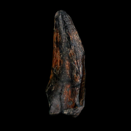1.1" Kryptops Palaios Abelisaurid Serrated Tooth Fossil Cretaceous Age Dinosaur Niger