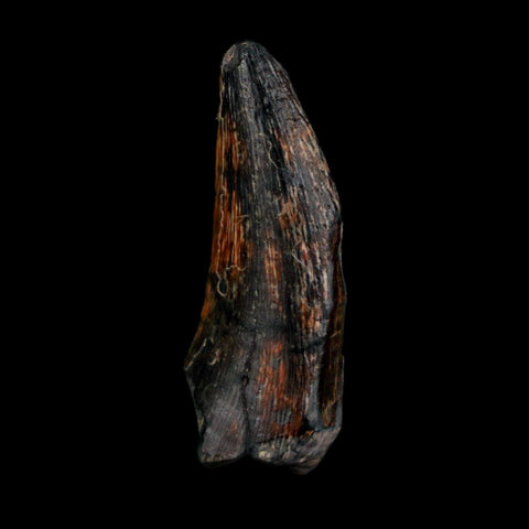 1.1" Kryptops Palaios Abelisaurid Serrated Tooth Fossil Cretaceous Age Dinosaur Niger