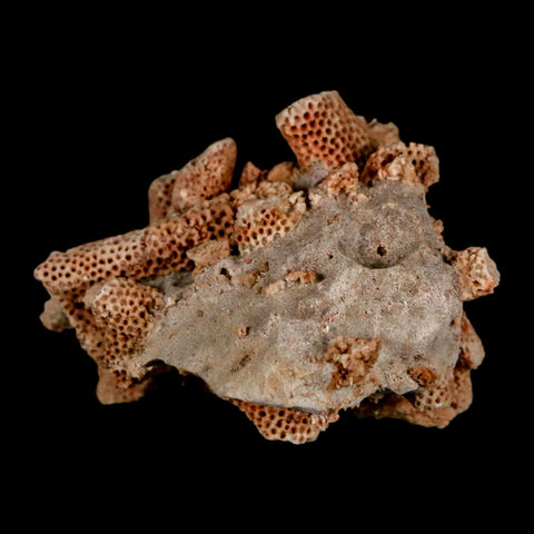 2.4" Thamnopora SP Coral Fossil Coral Reef Devonian Age Verde Valley, Arizona