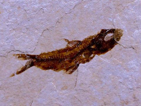 0.9" Hemisaurida Fossil Fish Plate Cretaceous Dinosaur Age Hakel Lebanon - Fossil Age Minerals