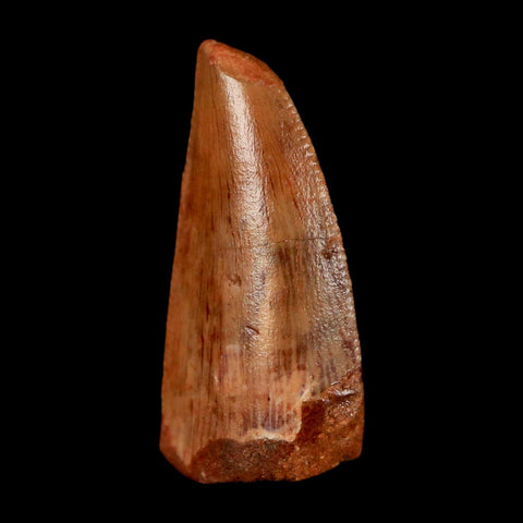 0.9" Abelisaur Serrated Tooth Fossil Cretaceous Age Dinosaur Morocco COA, Display - Fossil Age Minerals