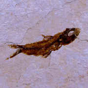 0.9" Hemisaurida Fossil Fish Plate Cretaceous Dinosaur Age Hakel Lebanon