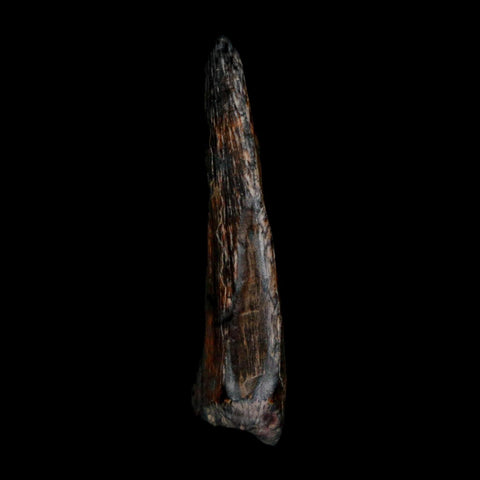 1.1" Kryptops Palaios Abelisaurid Serrated Tooth Fossil Cretaceous Age Dinosaur Niger
