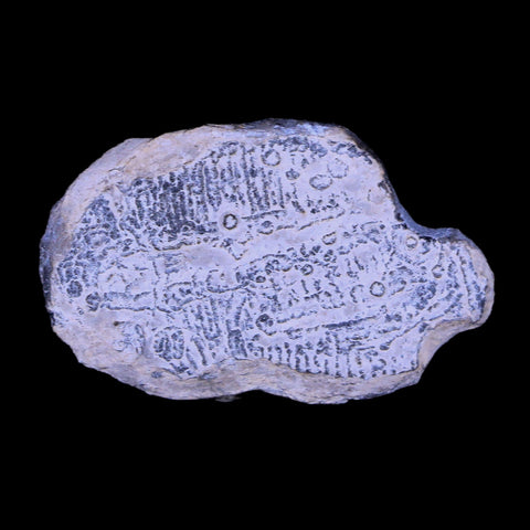1.6" Elrathia Kingi Trilobite Fossil Utah Cambrian Age 521 Million Years Old COA - Fossil Age Minerals