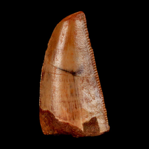 0.9" Abelisaur Serrated Tooth Fossil Cretaceous Age Dinosaur Morocco COA, Display - Fossil Age Minerals