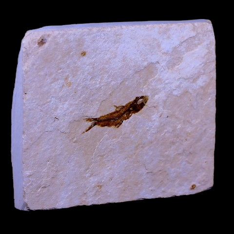 0.9" Hemisaurida Fossil Fish Plate Cretaceous Dinosaur Age Hakel Lebanon - Fossil Age Minerals