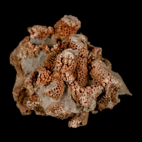 2.4" Thamnopora SP Coral Fossil Coral Reef Devonian Age Verde Valley, Arizona