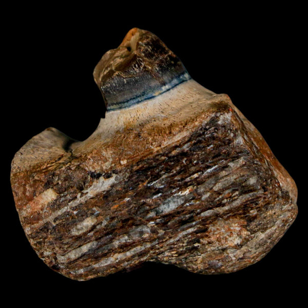 1.5