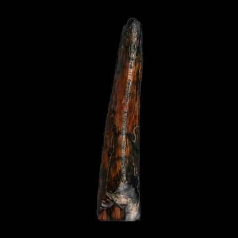 1.1" Kryptops Palaios Abelisaurid Serrated Tooth Fossil Cretaceous Age Dinosaur Niger