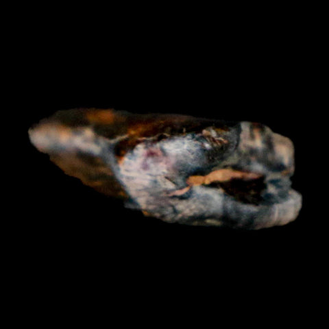 1.1" Kryptops Palaios Abelisaurid Serrated Tooth Fossil Cretaceous Age Dinosaur Niger