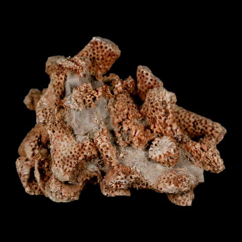 2.4" Thamnopora SP Coral Fossil Coral Reef Devonian Age Verde Valley, Arizona