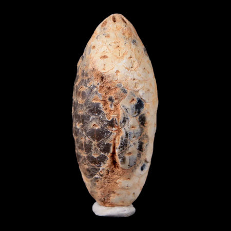 1.8" Fossil Pine Cone Equicalastrobus Replaced By Agate Eocene Age Seeds Fruit