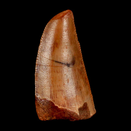 0.9" Abelisaur Serrated Tooth Fossil Cretaceous Age Dinosaur Morocco COA, Display