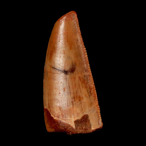 0.9" Abelisaur Serrated Tooth Fossil Cretaceous Age Dinosaur Morocco COA, Display - Fossil Age Minerals