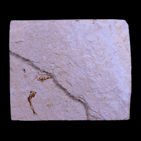 0.9" Hemisaurida Fossil Fish Plate Cretaceous Dinosaur Age Hakel Lebanon - Fossil Age Minerals