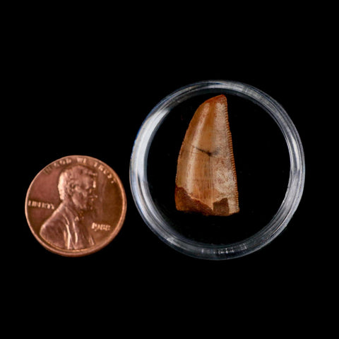 0.9" Abelisaur Serrated Tooth Fossil Cretaceous Age Dinosaur Morocco COA, Display - Fossil Age Minerals