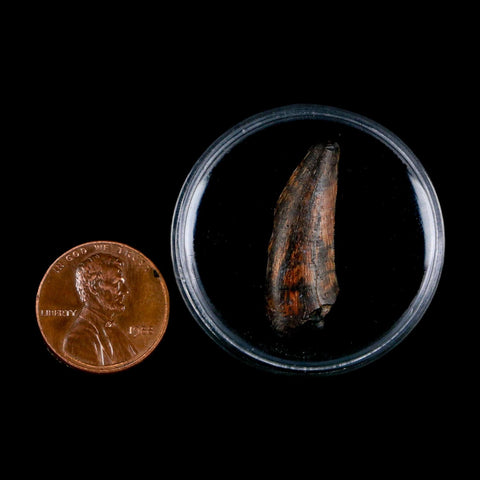 1.1" Kryptops Palaios Abelisaurid Serrated Tooth Fossil Cretaceous Age Dinosaur Niger