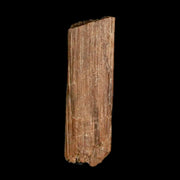 0.9" Hadrosaur Dinosaur Tendon Fossil Lance Creek FM Cretaceous WY COA Display