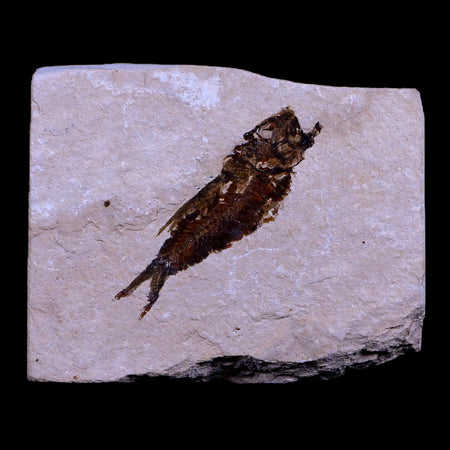 1.7" Hemisaurida Fossil Fish Plate Cretaceous Dinosaur Age Hakel Lebanon