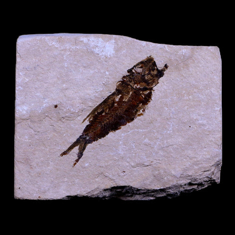 1.7" Hemisaurida Fossil Fish Plate Cretaceous Dinosaur Age Hakel Lebanon - Fossil Age Minerals