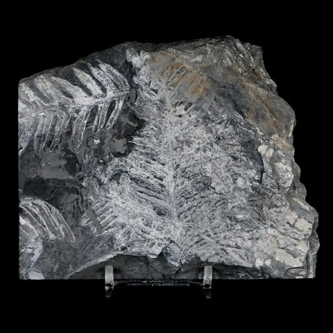 4.8" Alethopteris Fern Plant Leaf Fossil Carboniferous Age Llewellyn FM ST Clair, PA - Fossil Age Minerals