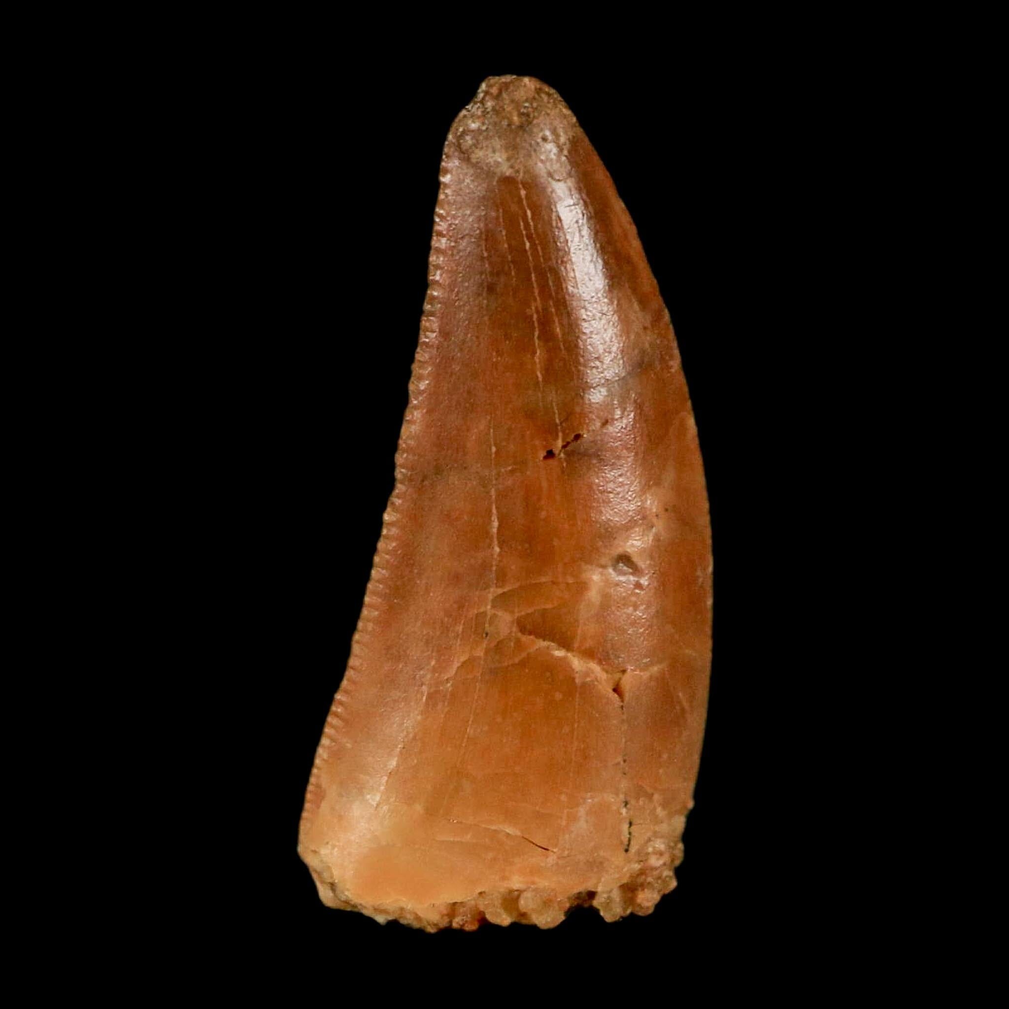 0.8" Abelisaur Serrated Tooth Fossil Cretaceous Age Dinosaur Morocco COA, Display - Fossil Age Minerals