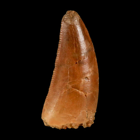 0.8" Abelisaur Serrated Tooth Fossil Cretaceous Age Dinosaur Morocco COA, Display