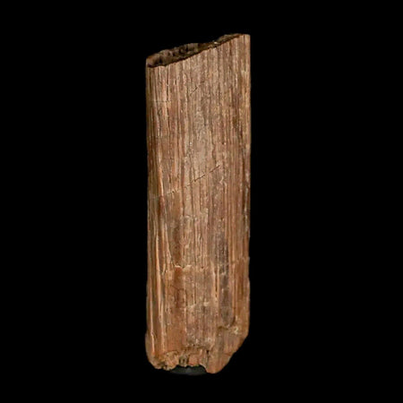 0.9" Hadrosaur Dinosaur Tendon Fossil Lance Creek FM Cretaceous WY COA Display