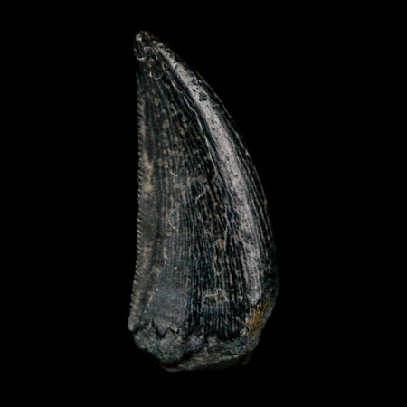 0.6" Kryptops Palaios Abelisaurid Serrated Tooth Fossil Cretaceous Age Dinosaur Niger
