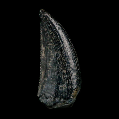 0.6" Kryptops Palaios Abelisaurid Serrated Tooth Fossil Cretaceous Age Dinosaur Niger